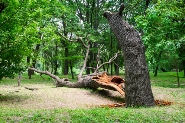 How Our Tree Care Process Works  in  Hazel Park, MI