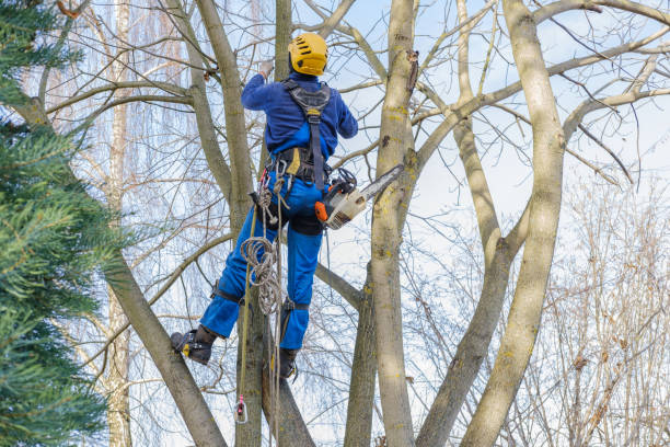 Best Tree and Shrub Care  in Hazel Park, MI