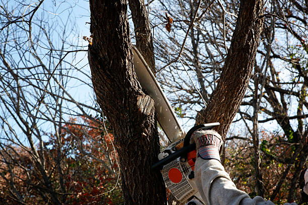 Best Tree Disease Treatment  in Hazel Park, MI