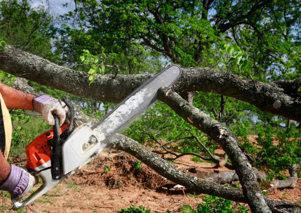 Best Tree Removal Service  in Hazel Park, MI