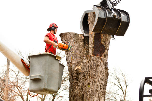 Reliable Hazel Park, MI Tree Services Solutions